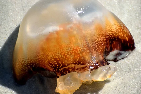 Jellyfish Apareceu Fundo Oceano Praia Surf — Fotografia de Stock