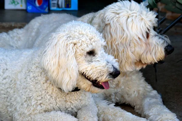 Cute Fluffy Golden Doodle Portrait Background Image — Stock Photo, Image