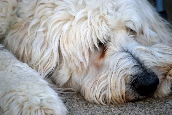 Söt Fluffig Golden Doodle Porträtt Bakgrund Bild — Stockfoto