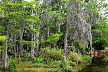 Florida, ABD 'deki bataklık arazisindeki ağaçlarda yetişen İspanyol Moss..