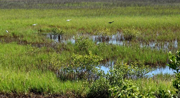 Marshland Florida Táj Trópusi Madarak Háttérben — Stock Fotó