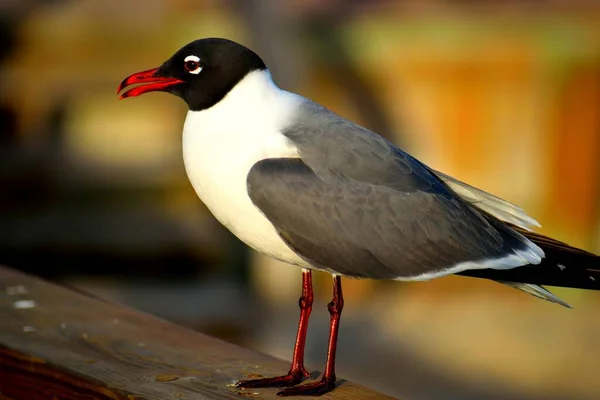 Beautiful Laughing Gull Wild Perched Fishing Pier Florida Usa — 图库照片