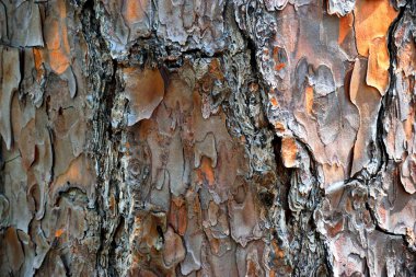 Florida, ABD 'deki State Park' ta ağaç kabuğu dokusu.
