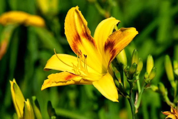 Fleur Lis Jaune Vif Fond Zone Jardin — Photo