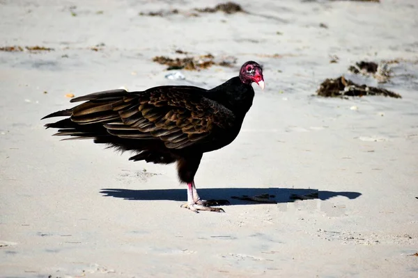 Buitre Naturaleza Playa Del Océano Busca Presas Florida —  Fotos de Stock