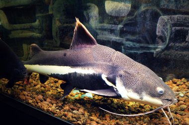 Akvaryumdaki egzotik balıklar