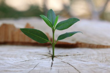 Güzel fide büyüyen