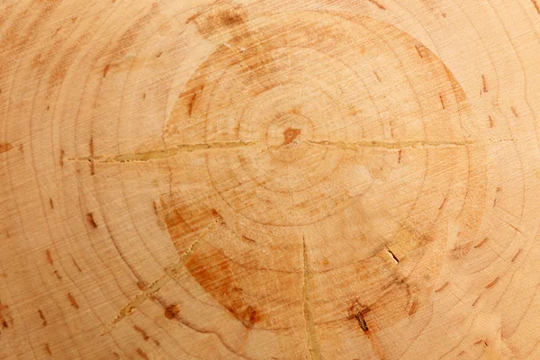 Wood round slice — Stock Photo, Image