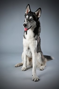 Genç Husky oturma
