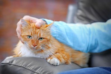 Adamın el kırmızı okşayarak kedi