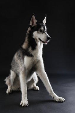 Genç karanlık üzerinde oturan Husky