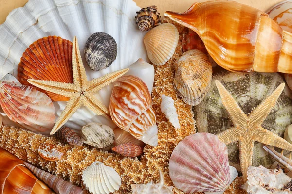 Sea shell background — Stock Photo, Image