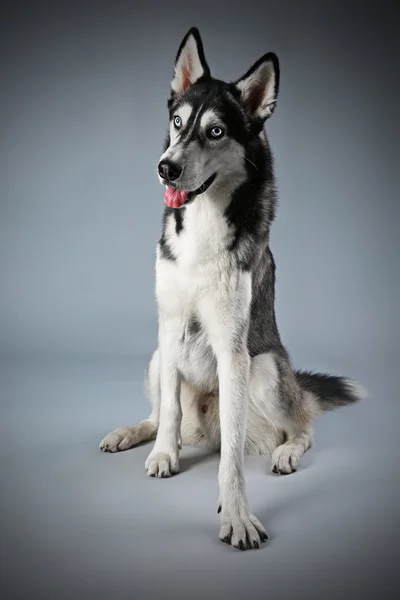 Jovem Husky sentado — Fotografia de Stock