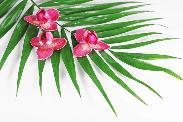 Květy orchidejí a palmové listy — Stock fotografie
