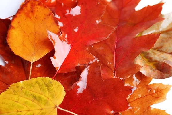 Feuilles humides colorées d'automne — Photo