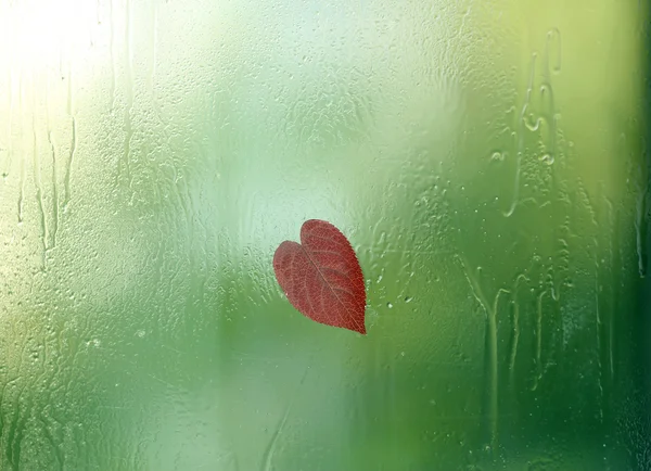 Kalp şeklinde yaprak — Stok fotoğraf