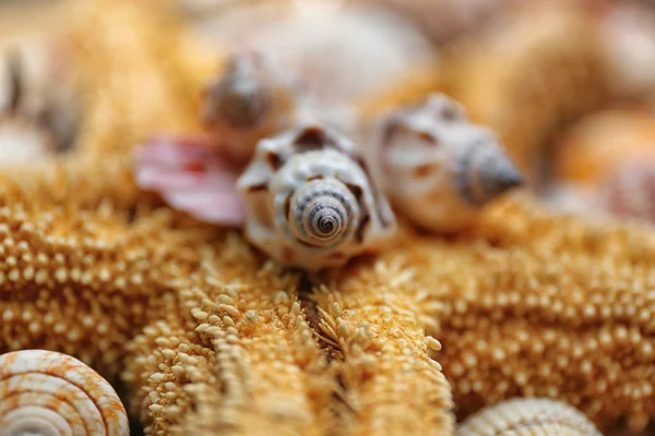 Sea star och seashell — Stockfoto