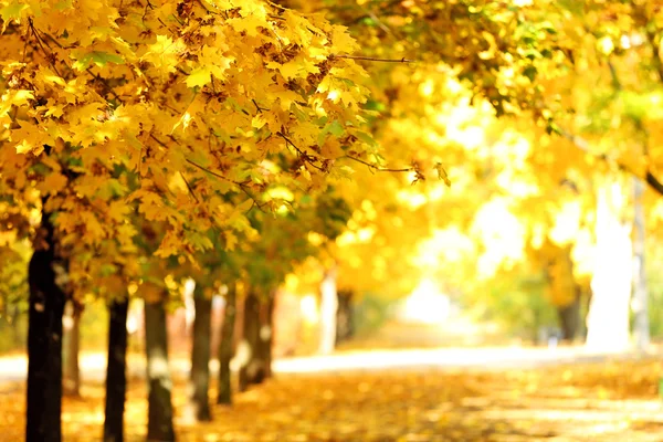 美しい秋の公園 — ストック写真