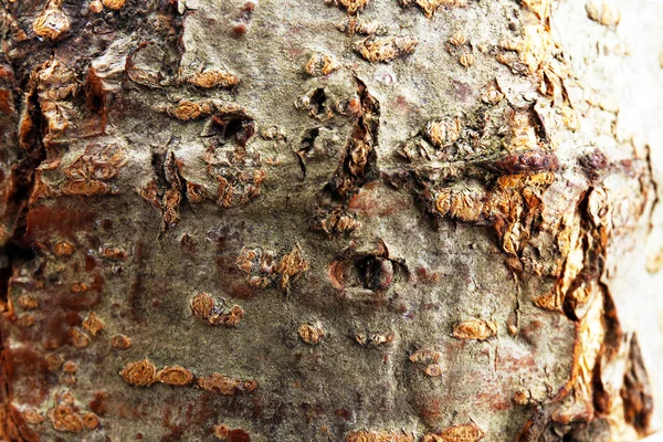 Textura de corteza de árbol —  Fotos de Stock