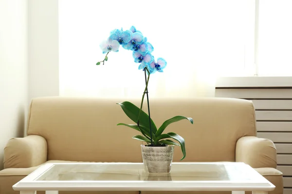 Flores de orquídea azul no interior — Fotografia de Stock