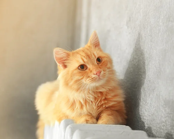 Fluffiga röd katt på varma radiator — Stockfoto