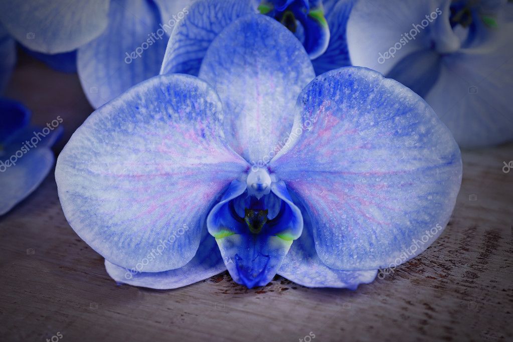 Beautiful blue orchid flowers — Stock Photo © belchonock 100240652