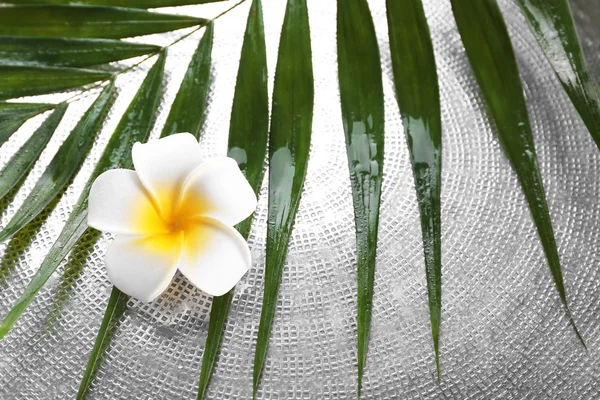 Frangipani flower on palm leaves — Stock Photo, Image