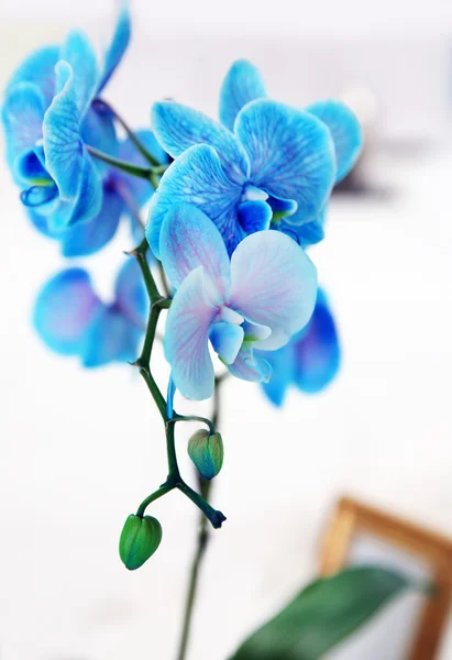Blossoming branch of blue orchid — Stock Photo, Image