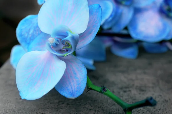 Lindas flores de orquídea azul — Fotografia de Stock