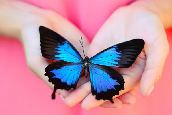 Mariposa colorida en manos femeninas — Foto de Stock