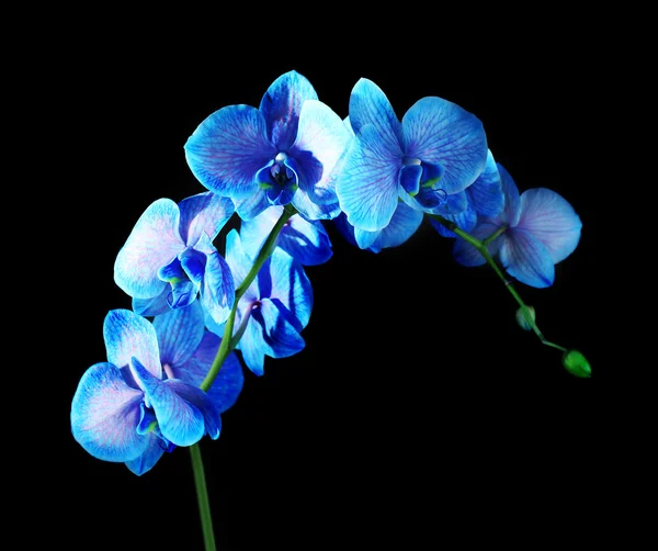 Beautiful blue orchid flowers — Stock Photo © belchonock 96205596