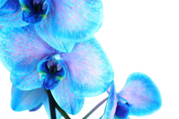 Schöne blaue Orchideenblüten — Stockfoto