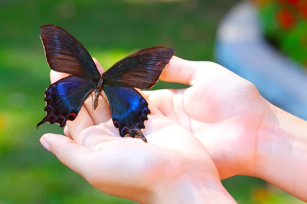 Mariposa colorida en manos femeninas — Foto de Stock