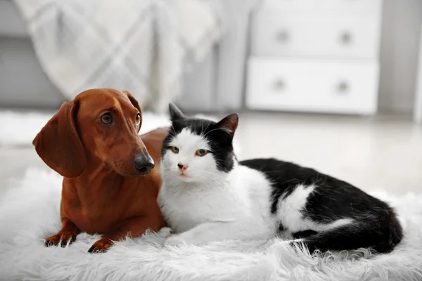 Mooie kat en teckel hond — Stockfoto