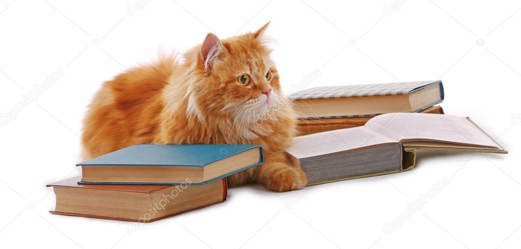 Red cat and books isolated
