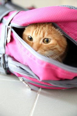 Spor çanta içinde kırmızı kedi