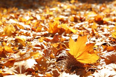 Renkli sonbahar yaprakları