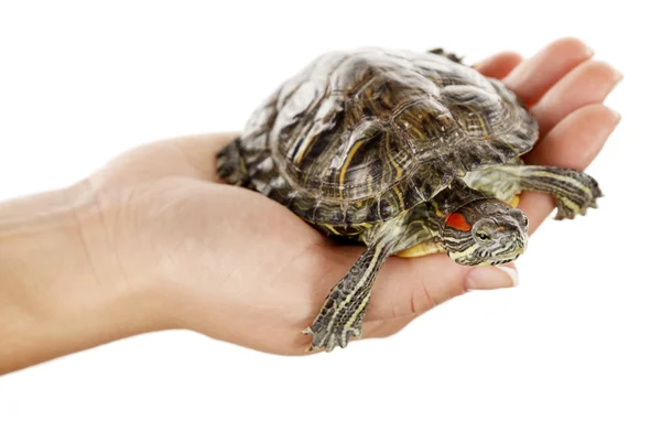 Tortuga en manos de mujer — Foto de Stock