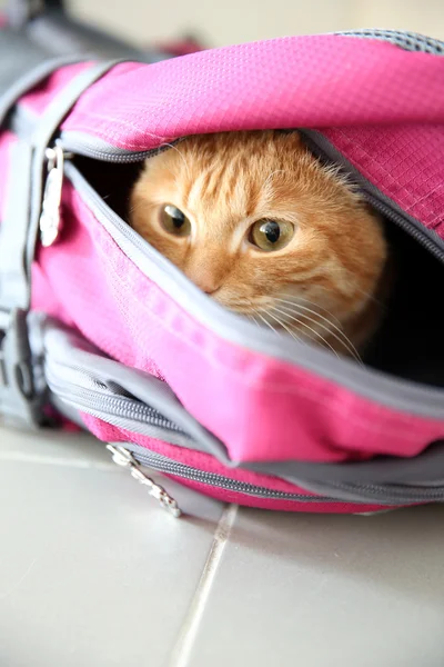 Gatto rosso in borsa sportiva — Foto Stock