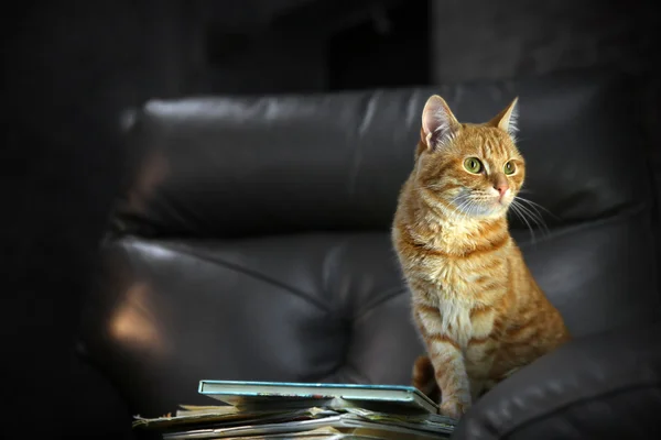 Gato vermelho e pilha de livros — Fotografia de Stock