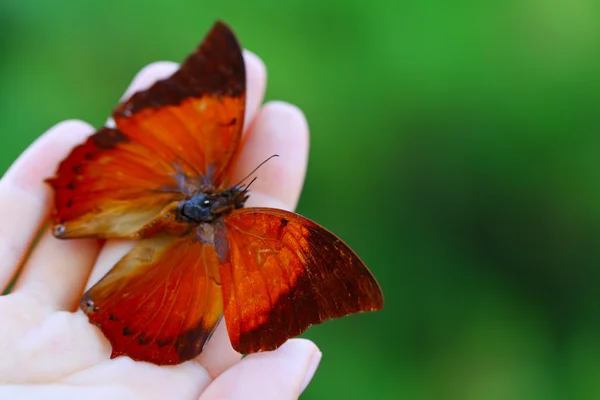 Colorful butterfly in hand — Stock Photo, Image