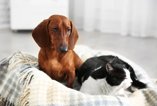 Krásná kočka a jezevčík pes — Stock fotografie