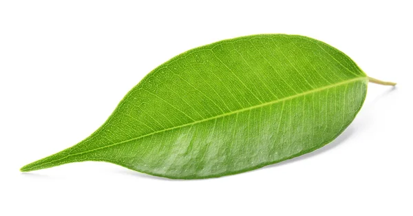 Hoja de té verde — Foto de Stock