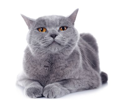 Kısa saç Gri kedi 