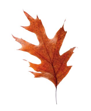 Kuru sonbahar yaprağı