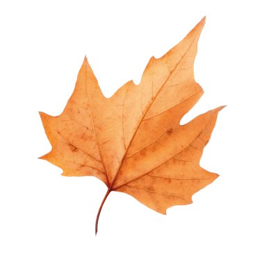 Kuru akçaağaç yaprağı