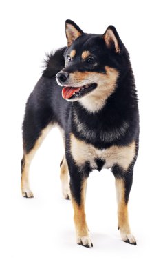 Siba Inu köpek izole