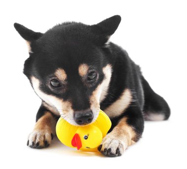 Siba Inu oyuncak ördek ile oynamak