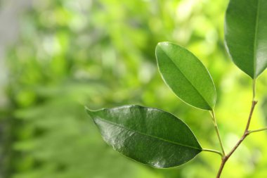 Ficus yeşil yaprakları 