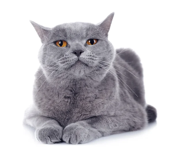 Short-hair grey cat — Stock Photo, Image